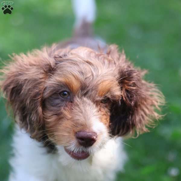Taffy, Cavapoo Puppy